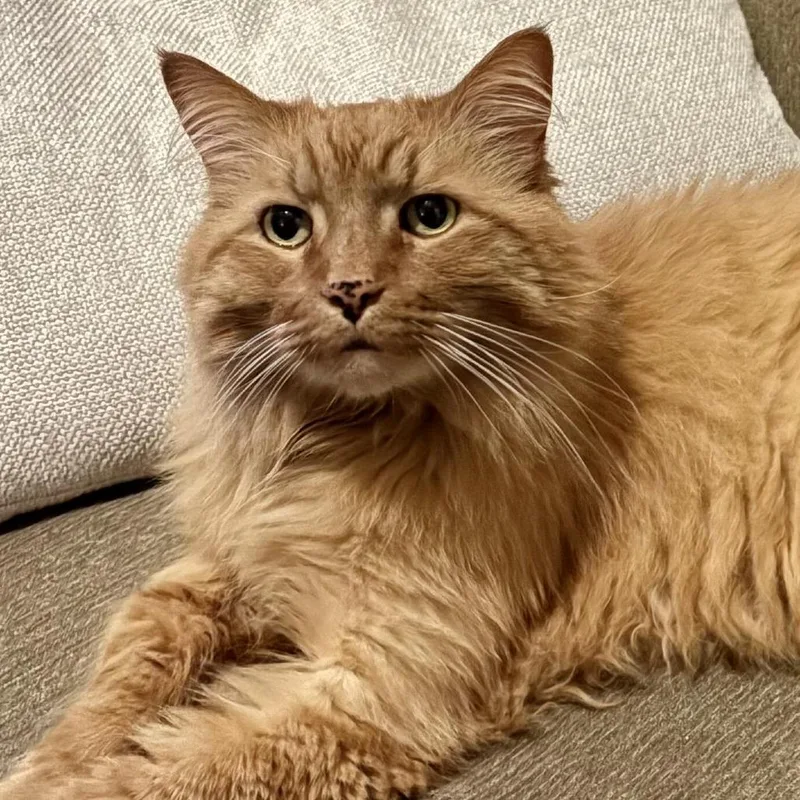 Simba thumbnail 2