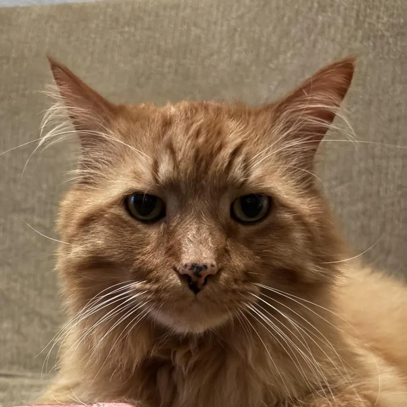 Simba thumbnail 3