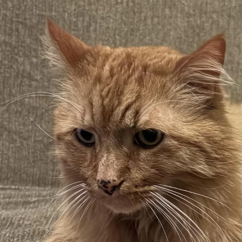 Simba thumbnail 4
