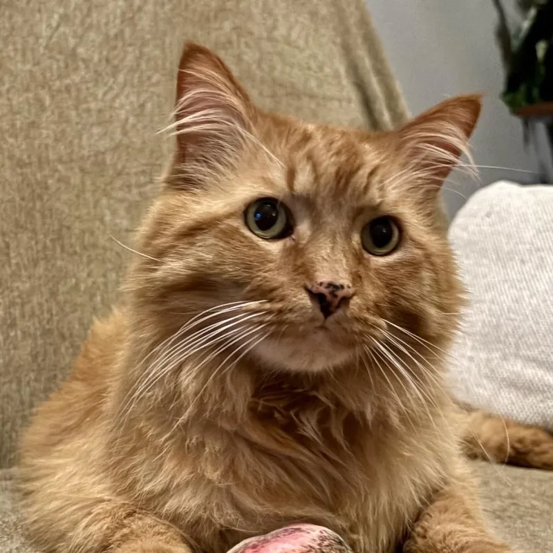 Simba thumbnail 5
