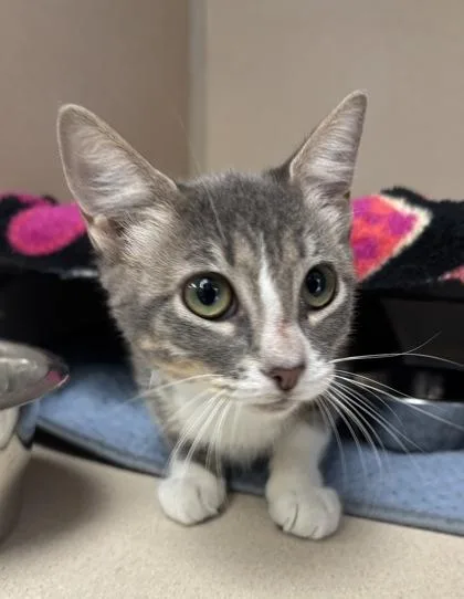 A baby medium-sized female Domestic Short Hair cat named Annie I AM for adoption in East Brookfield, MA