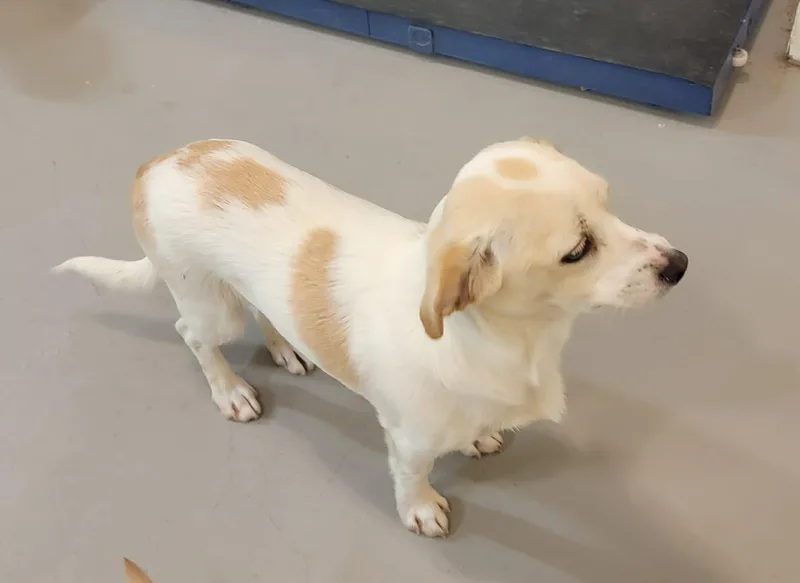 A young small-sized male White / Cream Chihuahua dog named Sam for adoption in Van Alstyne, TX