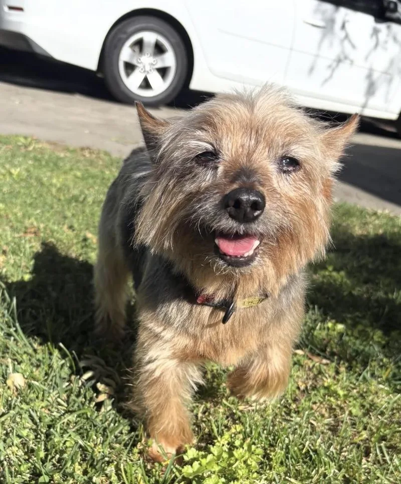 A senior small-sized male Brown / Chocolate Yorkshire Terrier dog named Kylo for adoption in San Diego, CA