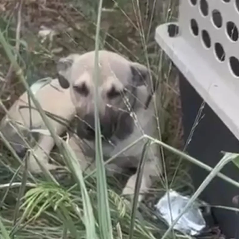 A young medium-sized male Yellow / Tan / Blond / Fawn Mixed Breed dog named Bonsai for adoption in Frederiksted, VI