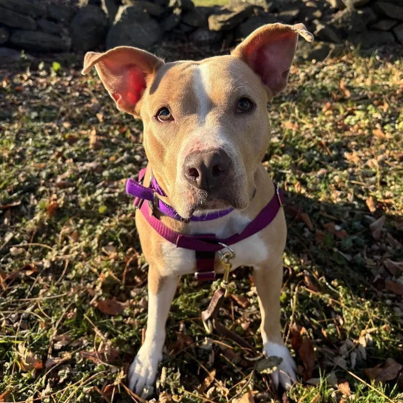 An adult medium-sized female Yellow / Tan / Blond / Fawn Mixed Breed dog named Zoey for adoption in Bangall, NY