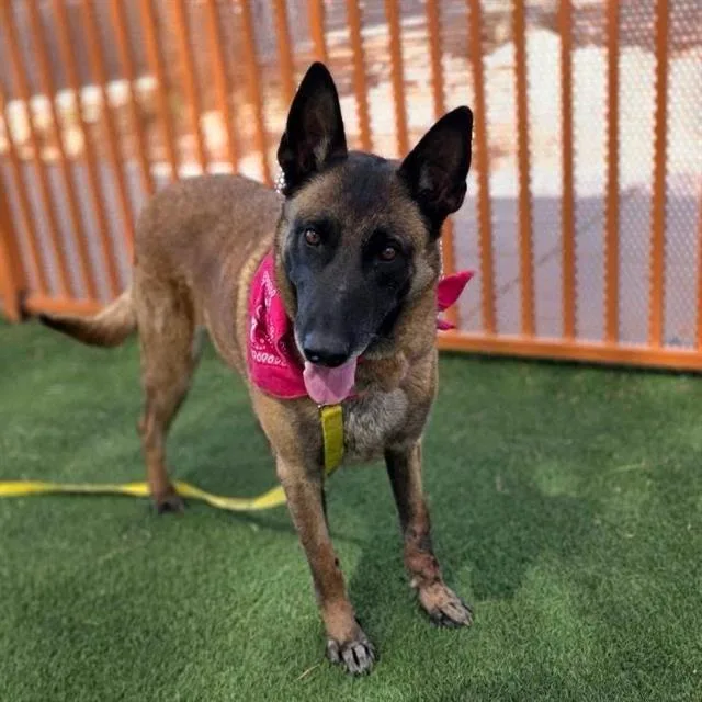 An adult small-sized female Belgian Shepherd / Malinois dog named Bella for adoption in Las Vegas, NV