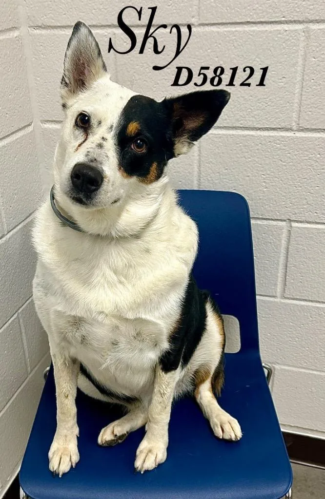 An adult medium-sized female Australian Cattle Dog / Blue Heeler dog named Sky for adoption in Clarksville, TN