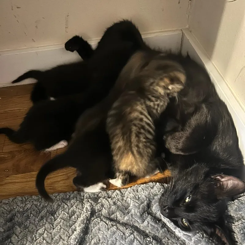 A young small-sized female Black Domestic Short Hair cat named Virginia for adoption in Fredericksburg, TX