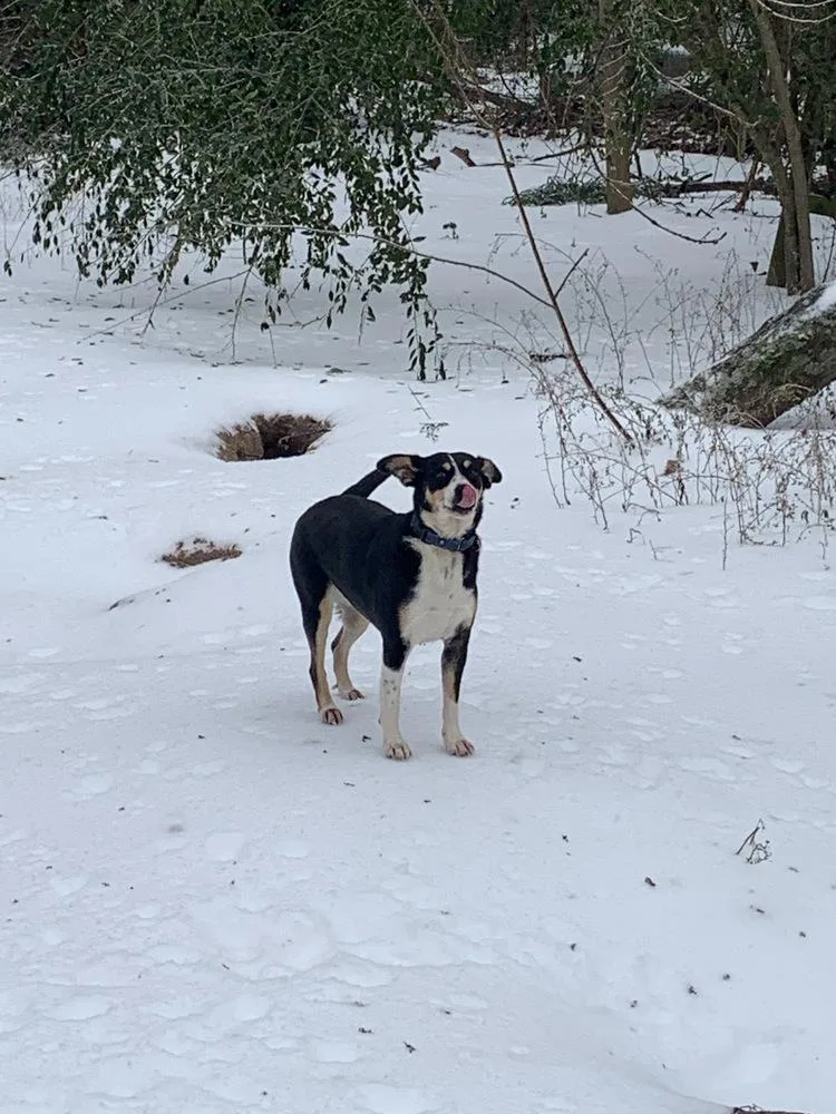 An adult medium-sized female Tricolor (Brown, Black, & White) Feist dog named Roxy for adoption in Boston, MA