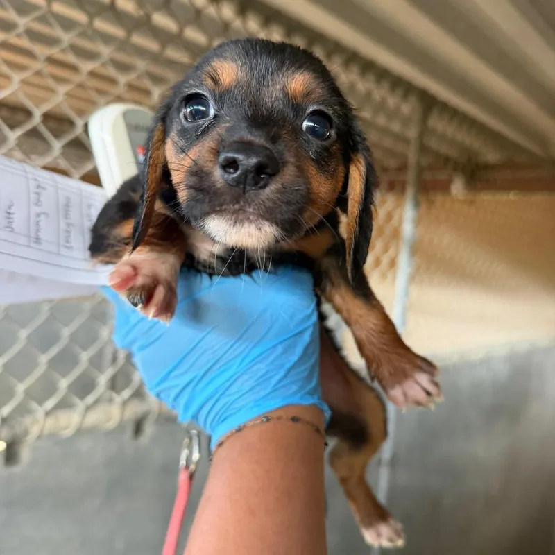 A baby medium-sized male Black Shepherd dog named Jammy Dodger for adoption in Edinburg, TX