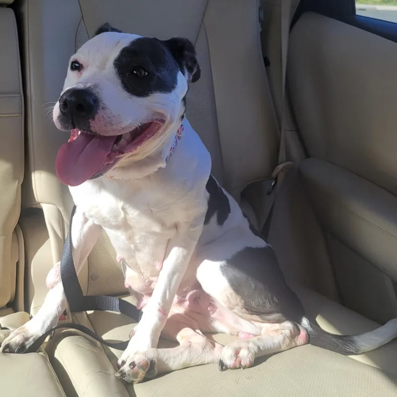 An adult medium-sized female White / Cream Pit Bull Terrier dog named Madison for adoption in Fredericksburg, VA