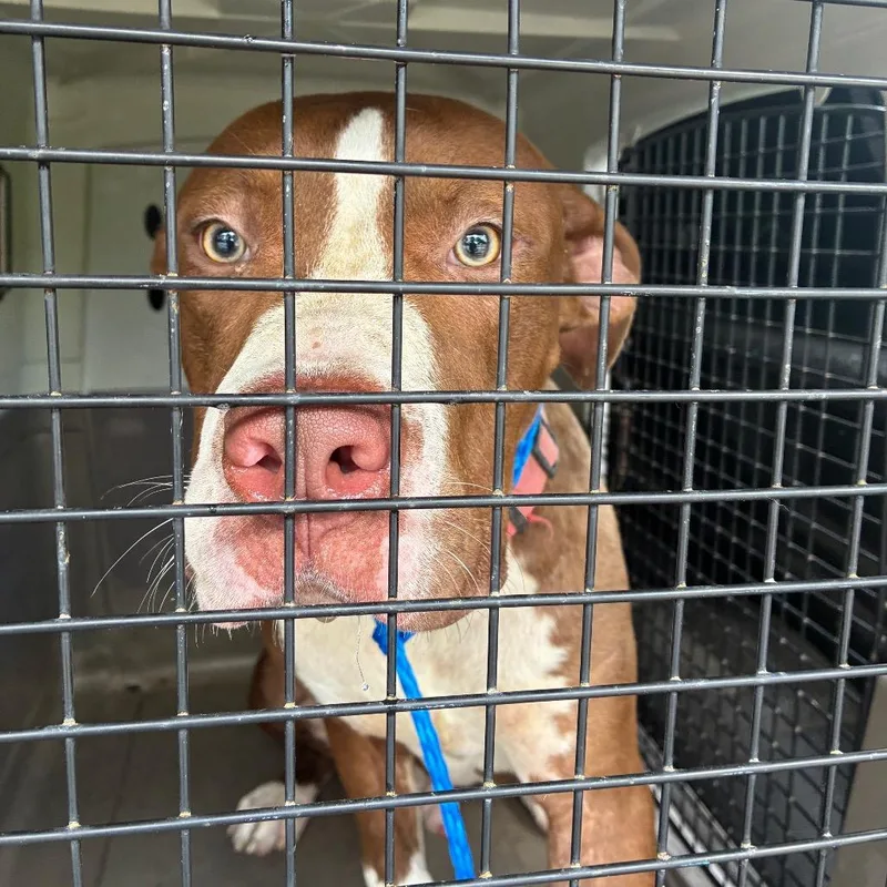 A young large-sized male Brown / Chocolate Pit Bull Terrier dog named Peter Pawker for adoption in Montgomery, AL