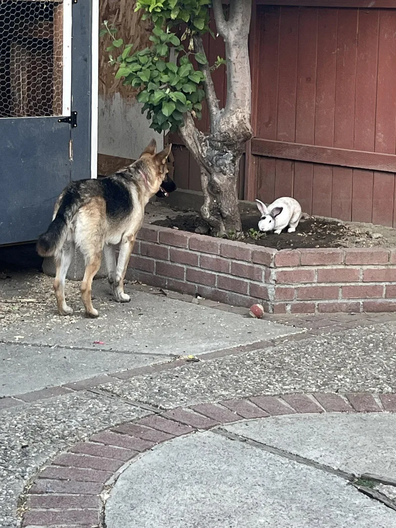 A baby large-sized female German Shepherd Dog dog named Tequila for adoption in Woodland, CA