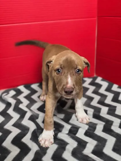 A baby large-sized female Labrador Retriever dog named Atlas for adoption in Houston, TX