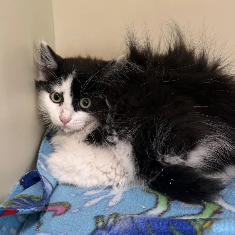 A baby small-sized male Black Domestic Long Hair cat named Relish for adoption in Spanish Fork, UT
