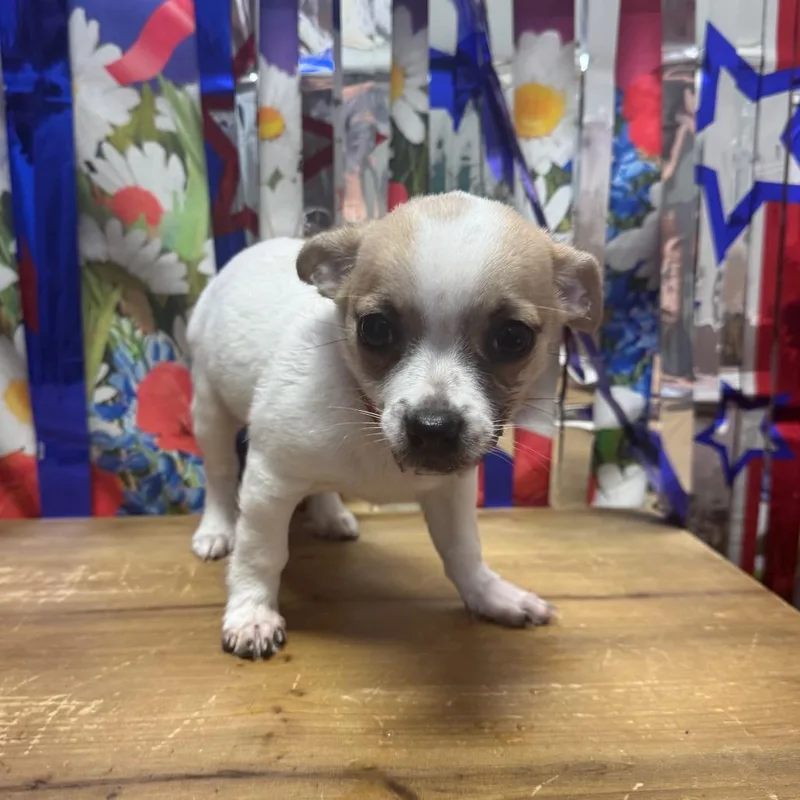 A baby small-sized male White / Cream Chihuahua dog named Ross for adoption in Normal, IL