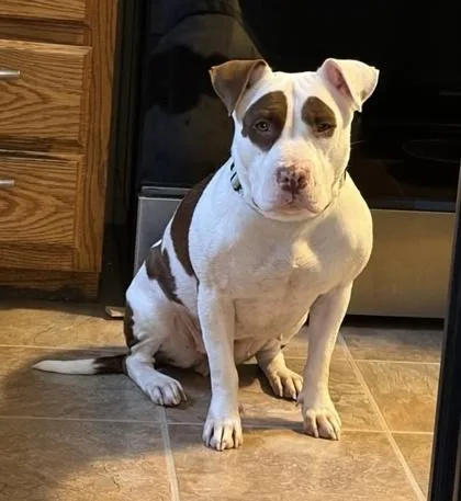 An adult large-sized female White / Cream Pit Bull Terrier dog named Swiss Miss for adoption in Kansas City, MO