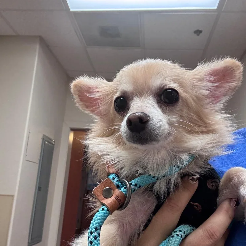 Otis Bear thumbnail 2