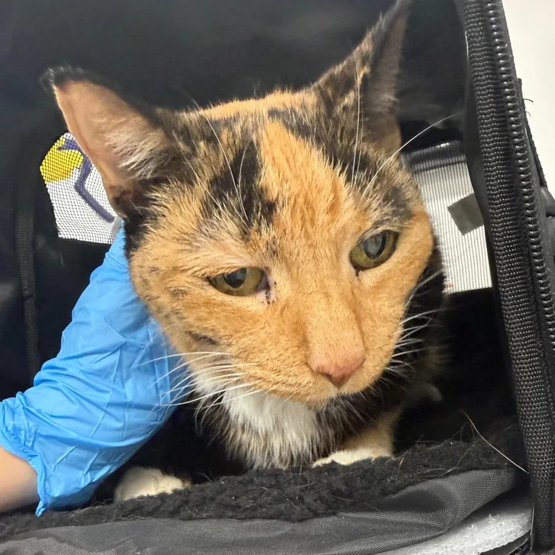 A senior medium-sized female Calico Domestic Short Hair cat named Asreal for adoption in Newark, NJ