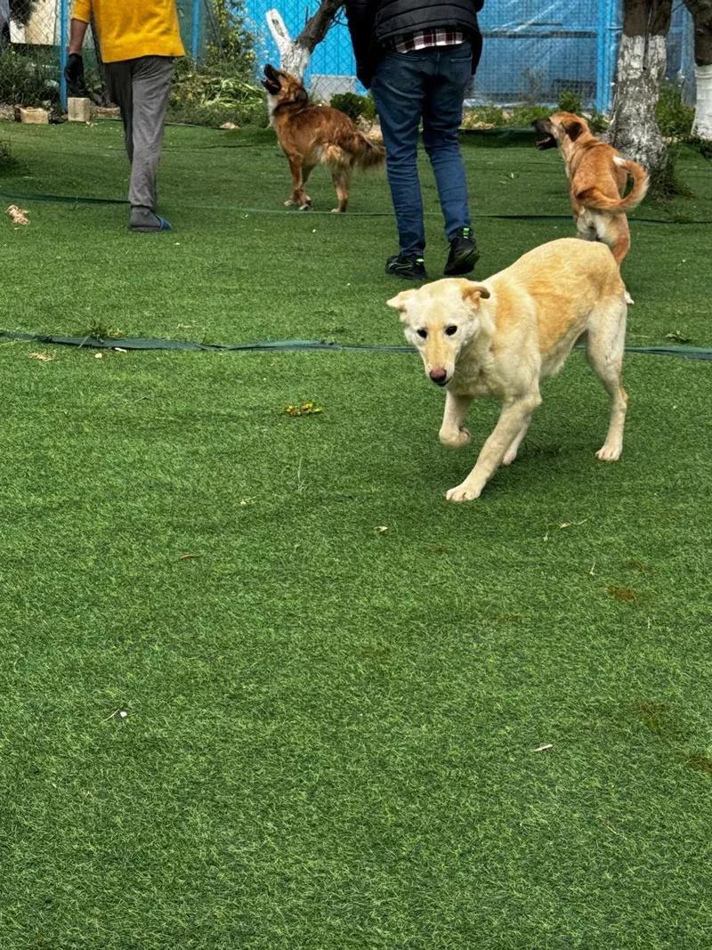 Naya  The Kindest thumbnail 4