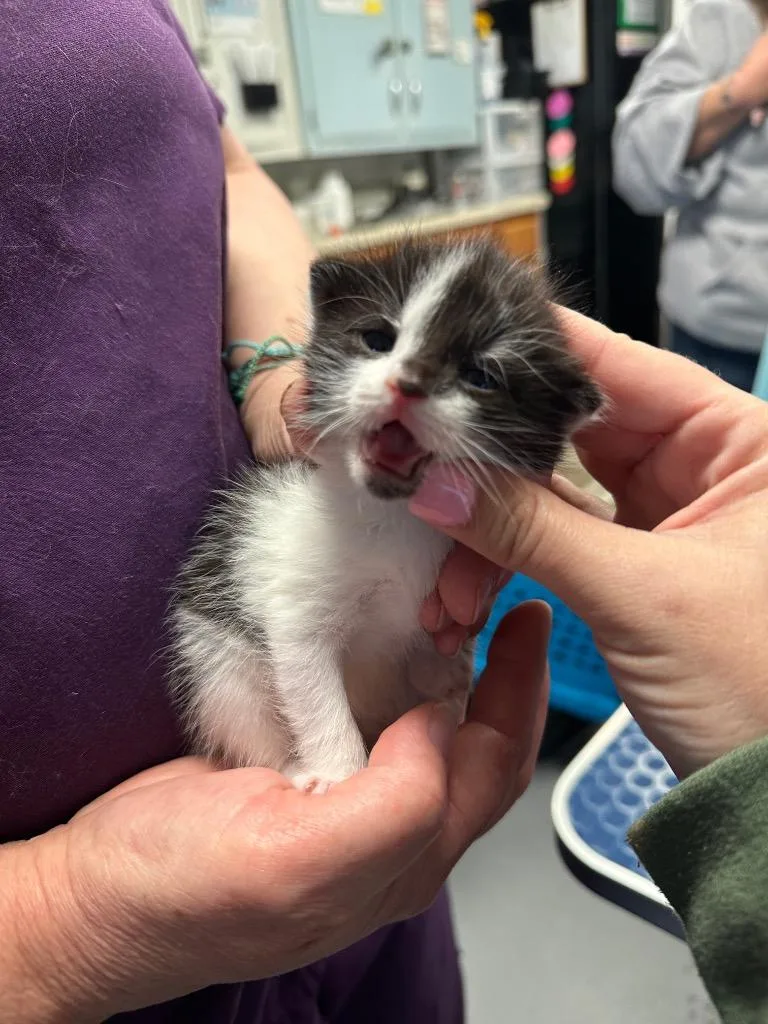 A baby small-sized female Domestic Short Hair cat named Peacoat for adoption in Ewing, NJ