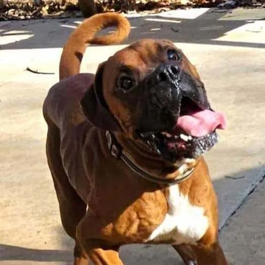 A young large-sized male Yellow / Tan / Blond / Fawn Boxer dog named Chewy for adoption in Athens, AL