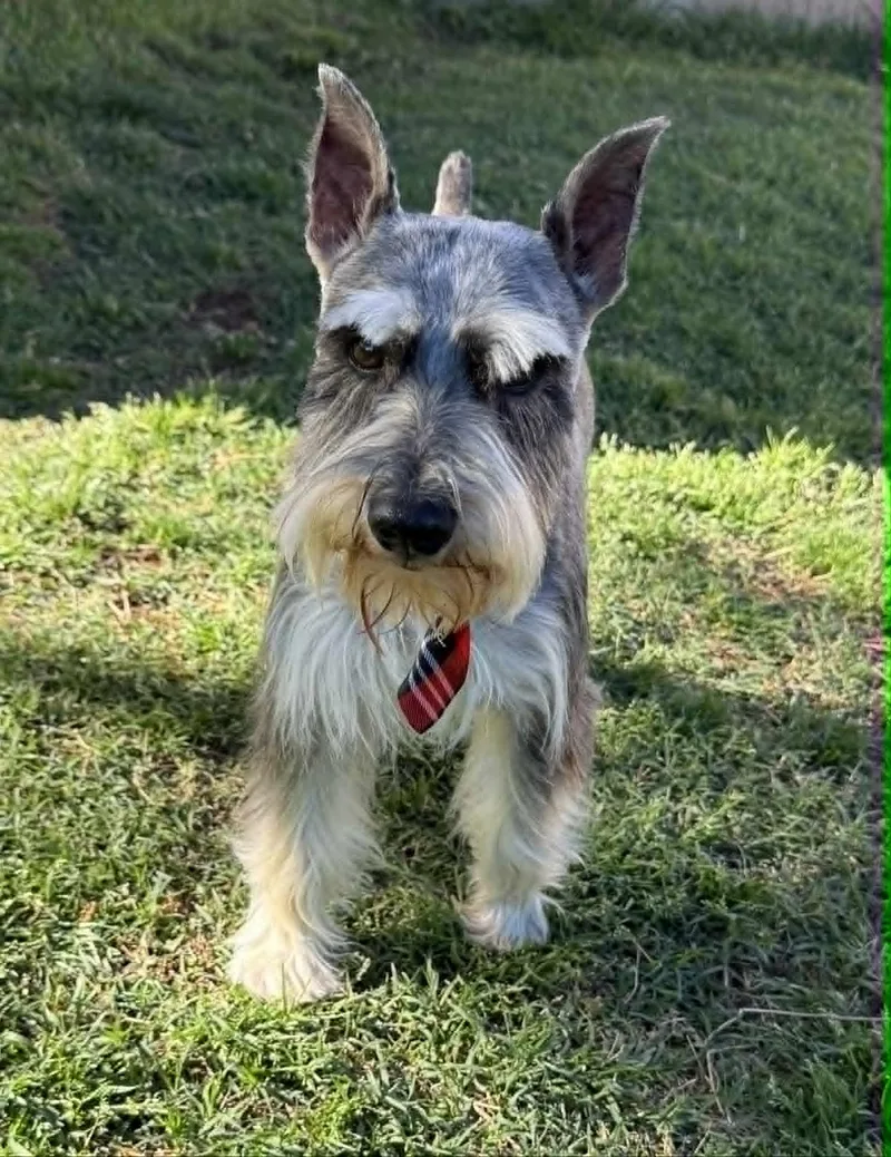 An adult small-sized male Gray / Blue / Silver Miniature Schnauzer dog named Simon for adoption in Oklahoma City, OK