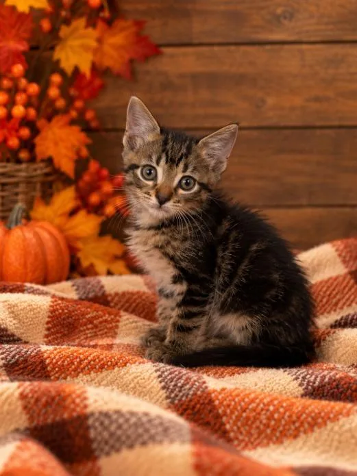 A young medium-sized male Domestic Medium Hair cat named Flynn for adoption in Lagrange, IN