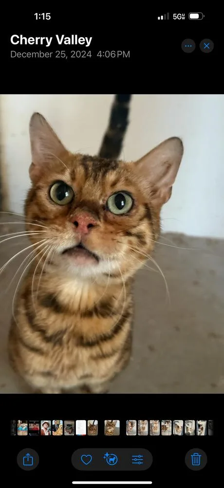 An adult medium-sized male Bengal cat named Raja for adoption in Calimesa, CA