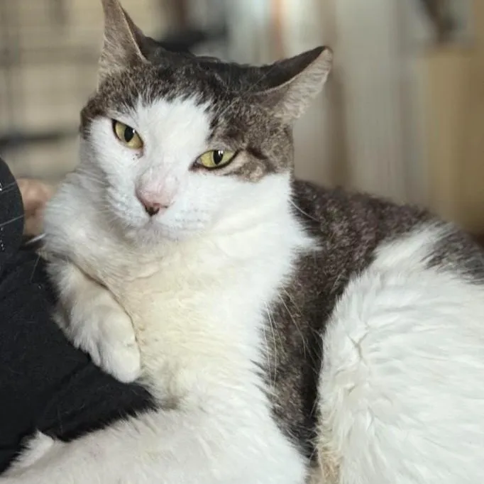 An adult medium-sized female White Domestic Short Hair cat named Dash for adoption in Duette, FL