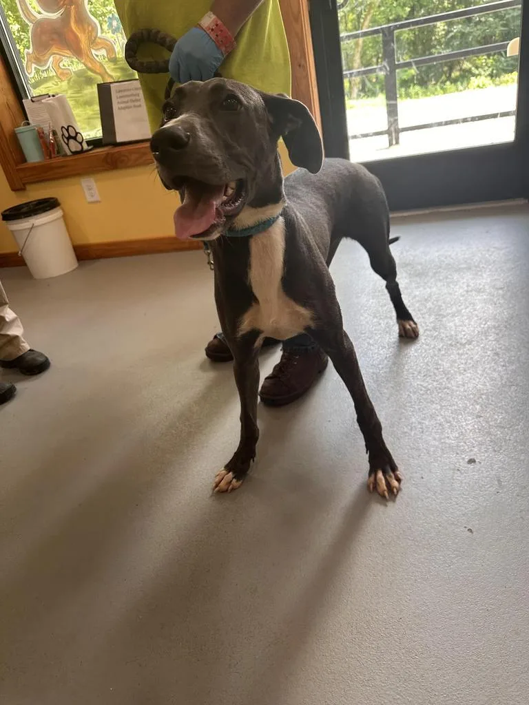 A young large-sized female Greyhound dog named Atlas for adoption in Lawrenceburg, TN