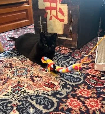 Miss Mimi thumbnail 2