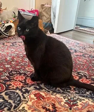 Miss Mimi thumbnail 4