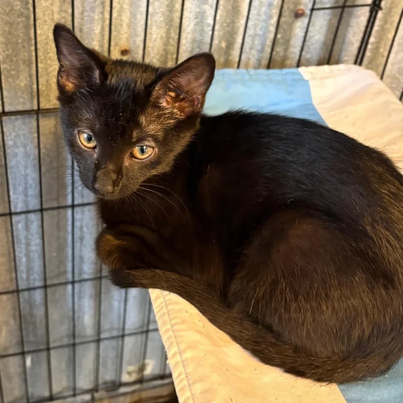 A baby small-sized male Black Domestic Short Hair cat named Black Jack for adoption in Pennsville, NJ