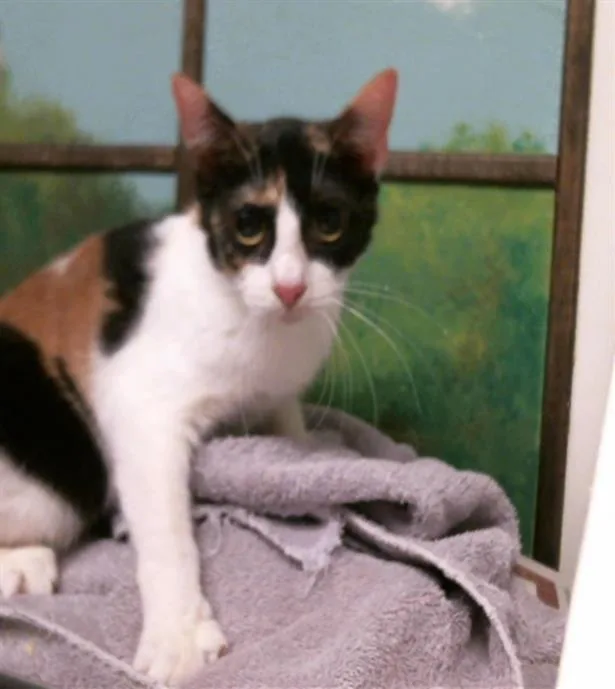 A young medium-sized female Domestic Short Hair cat named Allie for adoption in Houston, TX