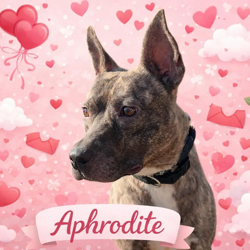 An adult medium-sized female Brindle American Staffordshire Terrier dog named Aphrodite for adoption in Orangeburg, SC