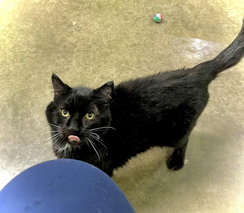 Wants Pets Please thumbnail 3