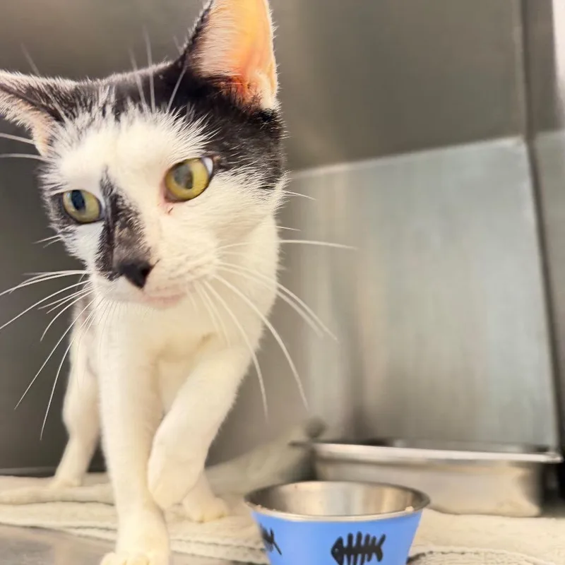 A young medium-sized female Black Domestic Short Hair cat named Moolissa for adoption in Englewood, FL