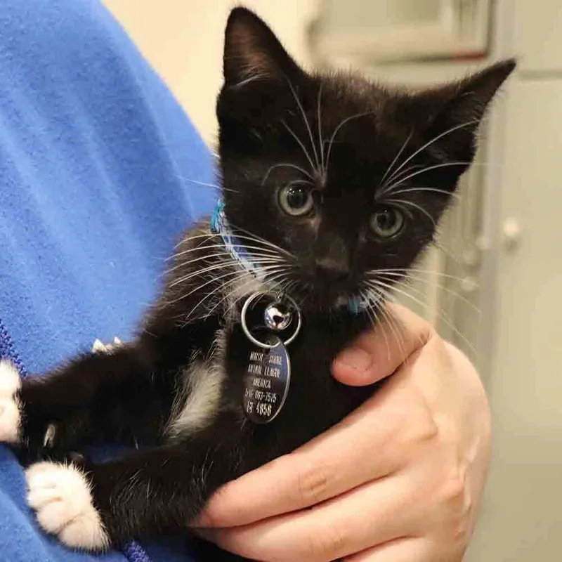 A baby small-sized male Domestic Short Hair cat named Artemis for adoption in Port Washington, NY