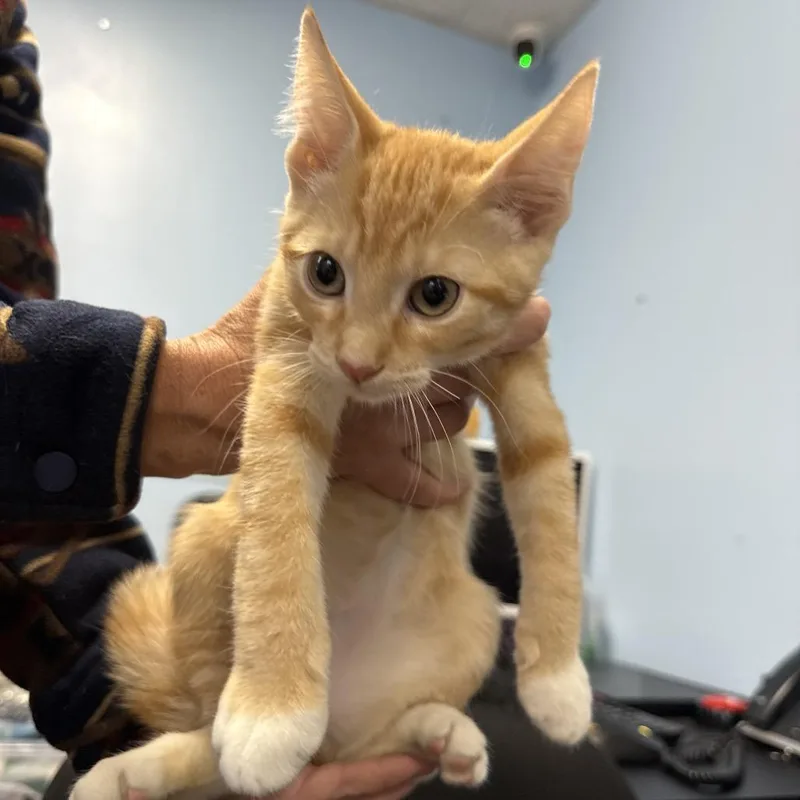 A baby small-sized male Orange / Red Domestic Short Hair cat named Percy for adoption in Wahiawa, HI