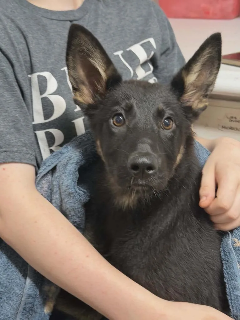 A baby medium-sized female German Shepherd Dog dog named Eve for adoption in Rutherfordton, NC