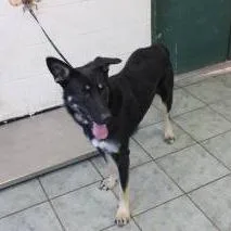 An adult large-sized female Black German Shepherd Dog dog named Coco for adoption in Weatherford, TX