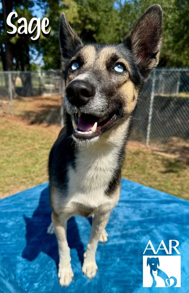 A young medium-sized female Husky dog named Sage for adoption in Magnolia, TX
