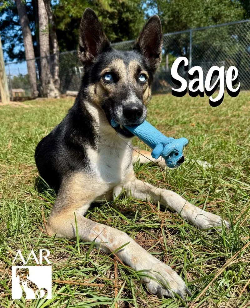 Sage thumbnail 2