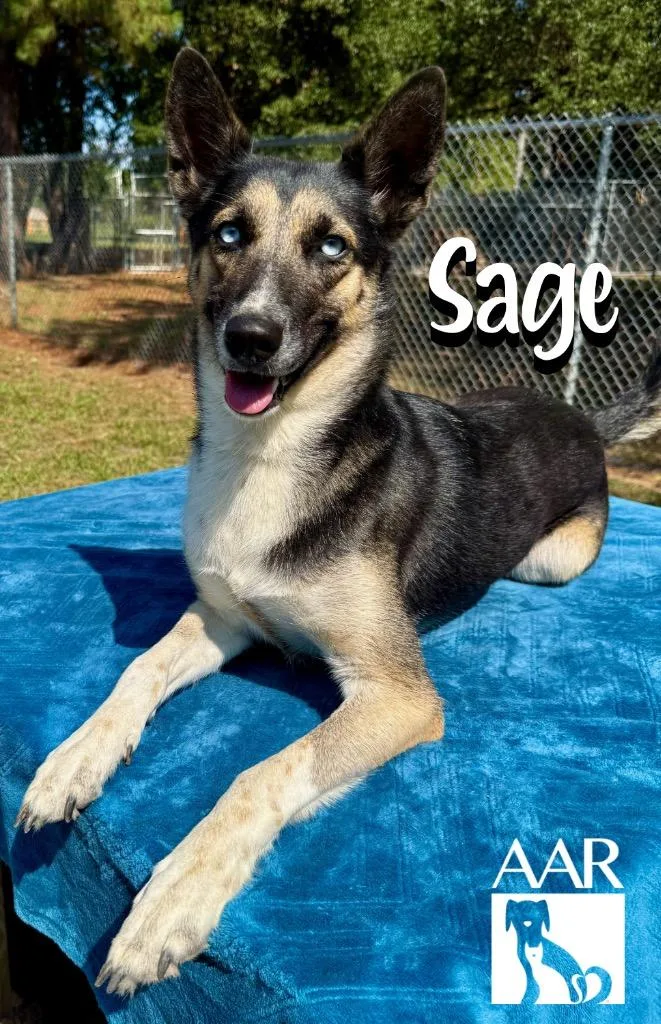 Sage thumbnail 5