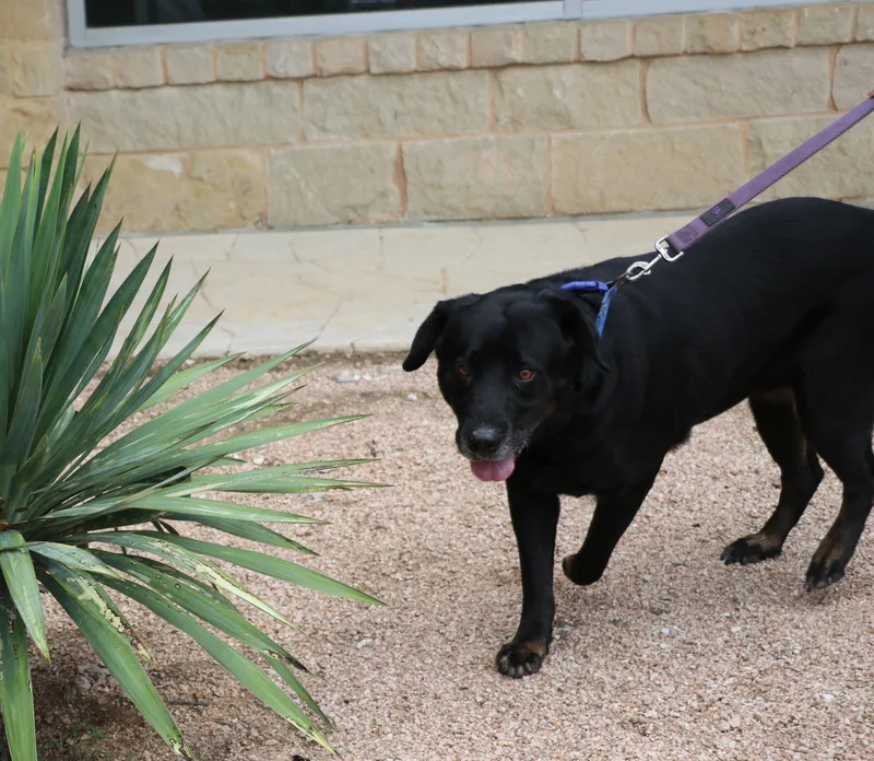 An adult large-sized female Black Labrador Retriever dog named Ms. Tiffany for adoption in Pflugerville, TX