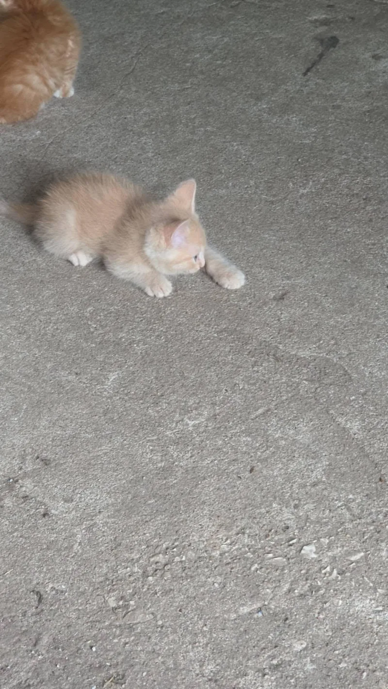 A baby small-sized female Domestic Short Hair cat named Bentley for adoption in Mexico, MO