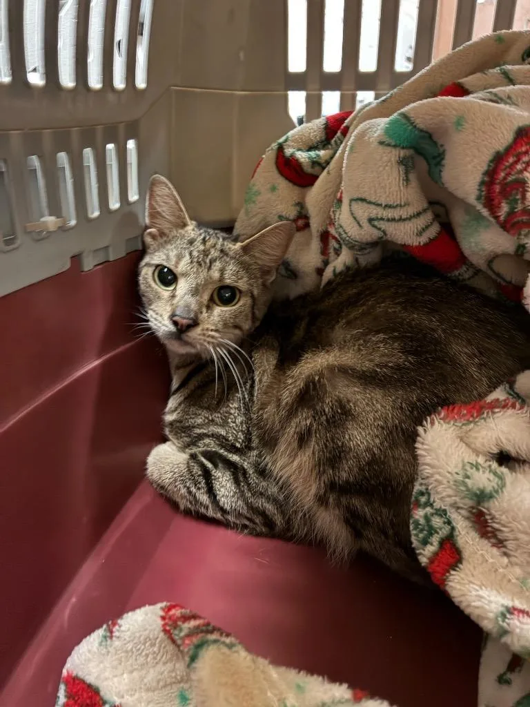 A young small-sized female Domestic Short Hair cat named Riley for adoption in Bossier City, LA