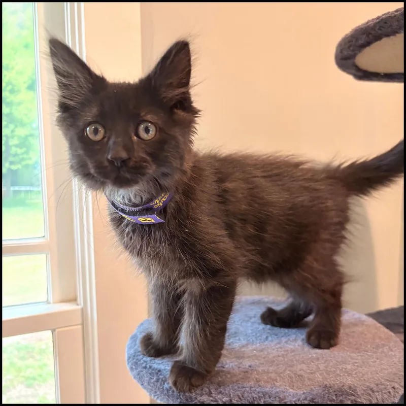 A young medium-sized male Black Domestic Medium Hair cat named Little Bug for adoption in Roswell, GA