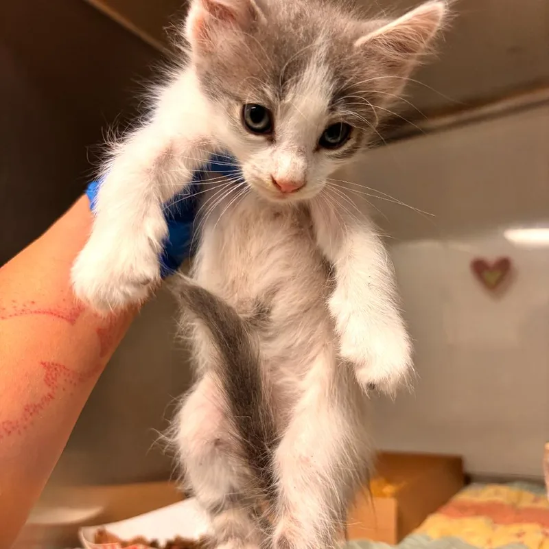 A baby small-sized female Domestic Medium Hair cat named Carisserz for adoption in Edinburg, TX